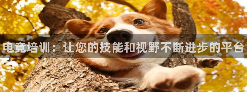 乐竞电竞体育官网：电竞培训：让您的技能和视野不断进步的平台